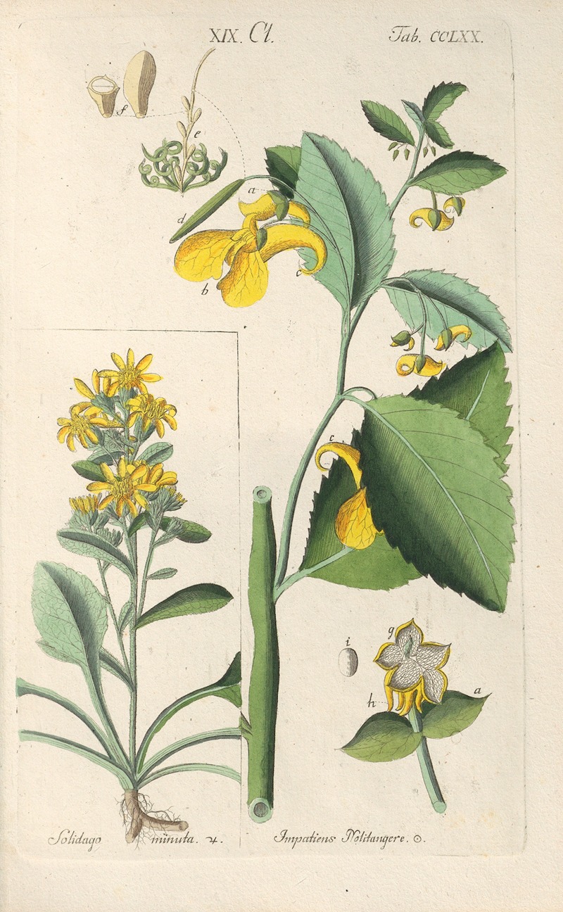 Botanisches Handbuch Pl.65 by Christian Schkuhr, 1808 — digital art print download