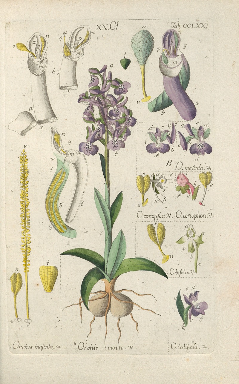 Botanisches Handbuch Pl.66 by Christian Schkuhr, 1808 — digital art print download