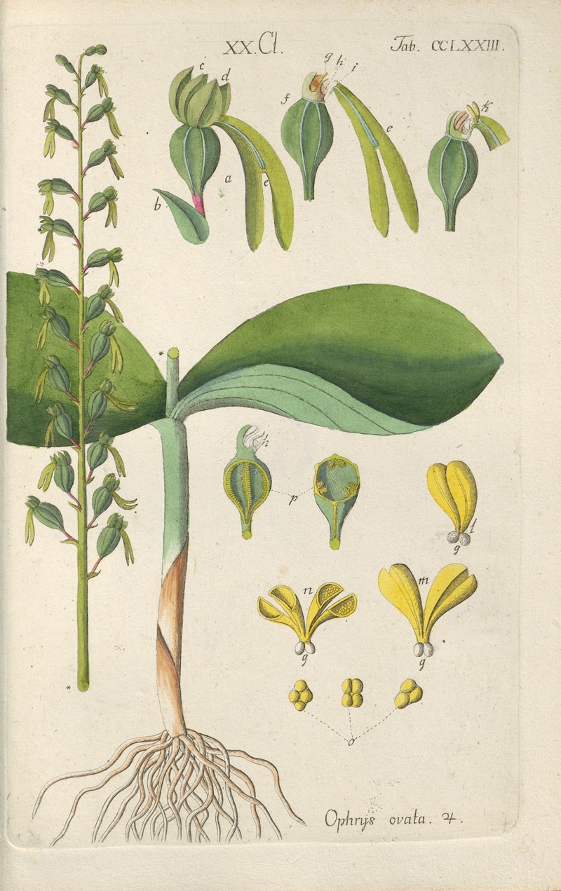 Botanisches Handbuch Pl.68 by Christian Schkuhr, 1808 — digital art print download