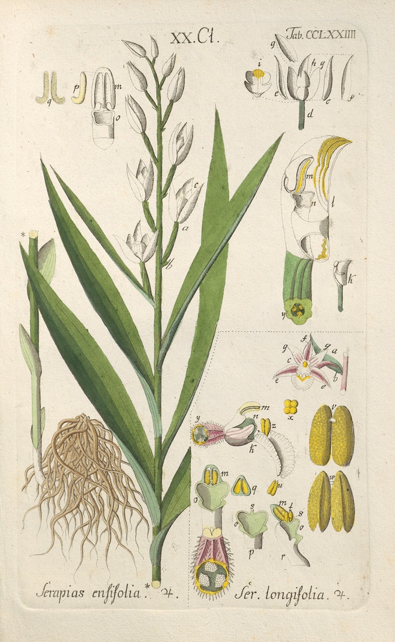 Botanisches Handbuch Pl.69 by Christian Schkuhr, 1808 — digital art print download