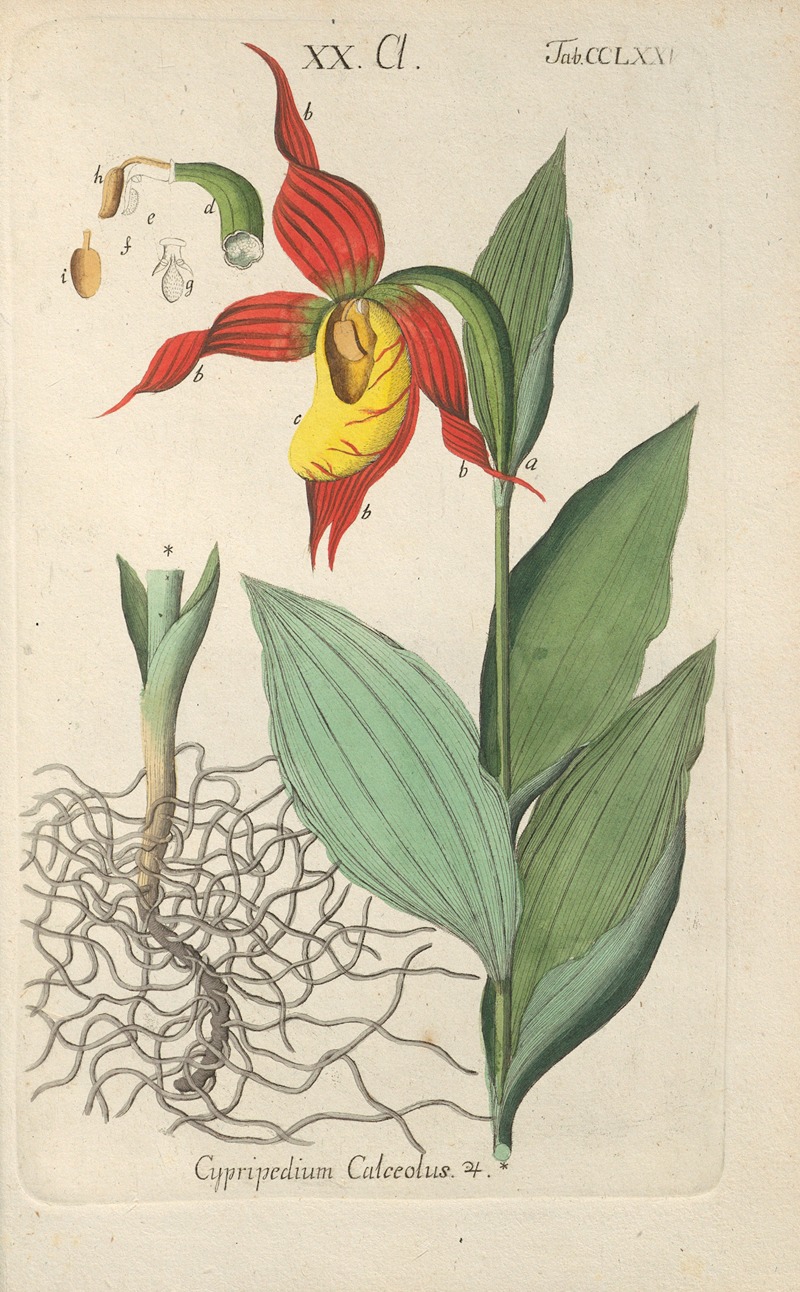 Botanisches Handbuch Pl.70 by Christian Schkuhr, 1808 — digital art print download