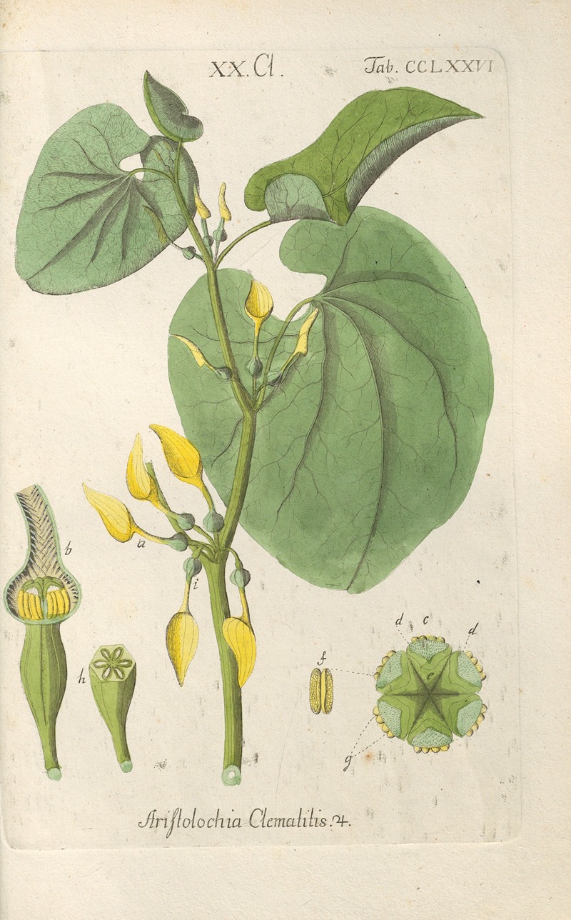Botanisches Handbuch Pl.71 by Christian Schkuhr, 1808 — digital art print download
