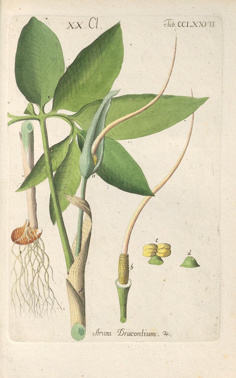 Botanisches Handbuch Pl.72 by Christian Schkuhr, 1808 — digital art print download