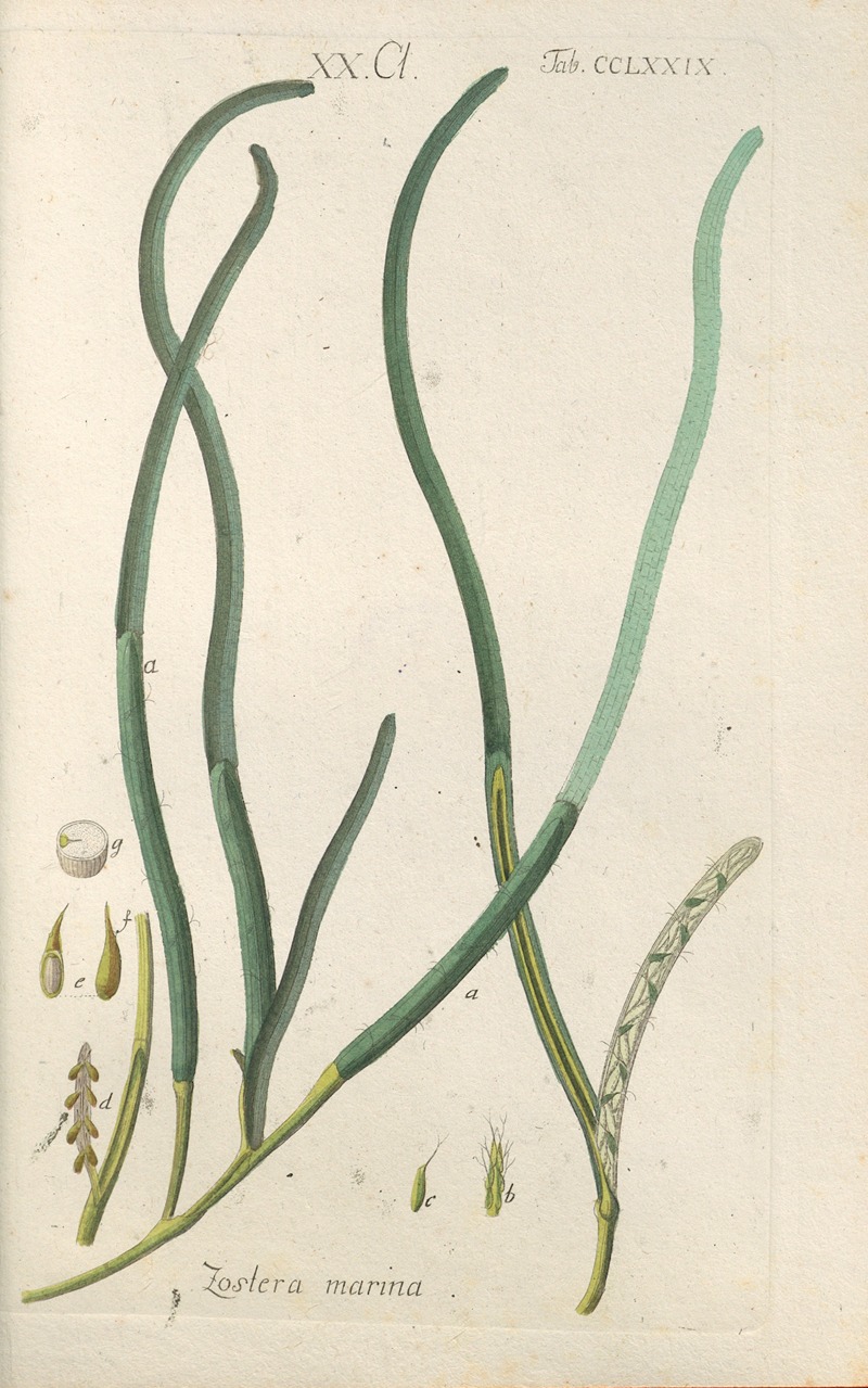 Botanisches Handbuch Pl.74 by Christian Schkuhr, 1808 — digital art print download