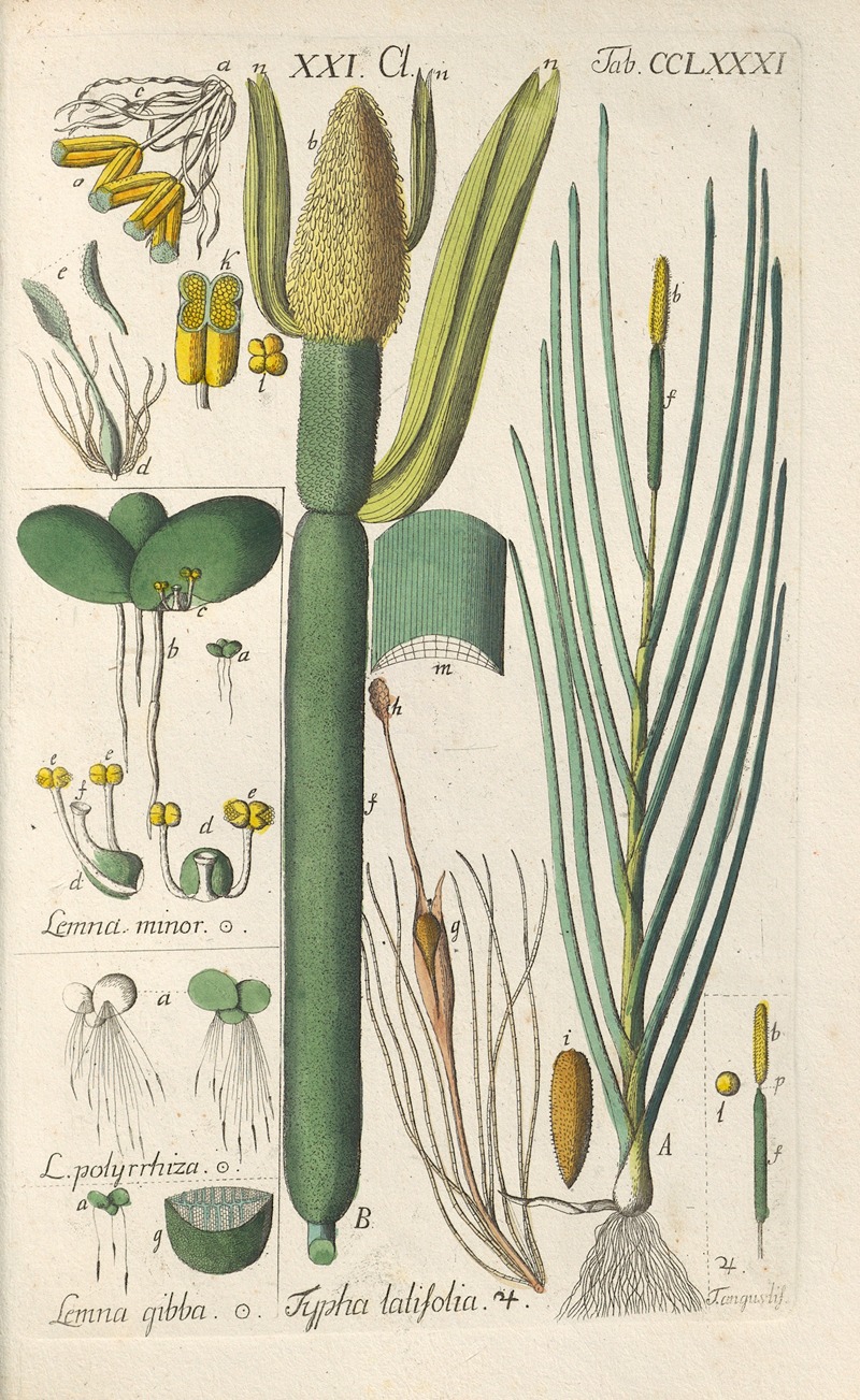 Botanisches Handbuch Pl.76 by Christian Schkuhr, 1808 — digital art print download