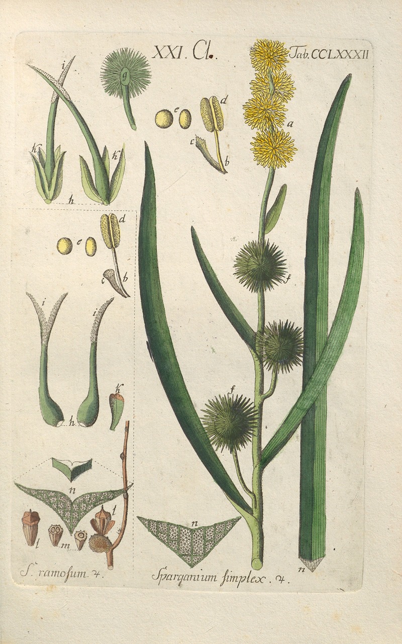 Botanisches Handbuch Pl.77 by Christian Schkuhr, 1808 — digital art print download