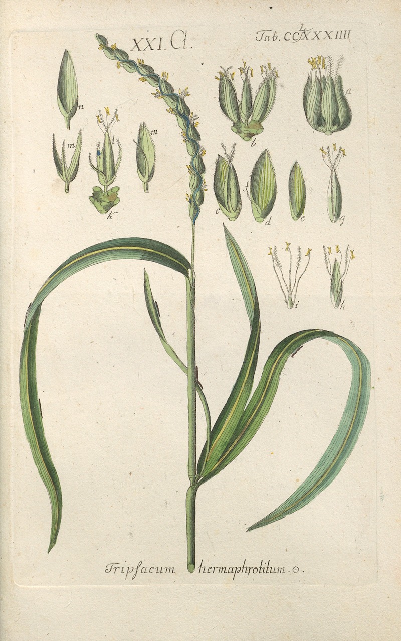 Botanisches Handbuch Pl.79 by Christian Schkuhr, 1808 — digital art print download