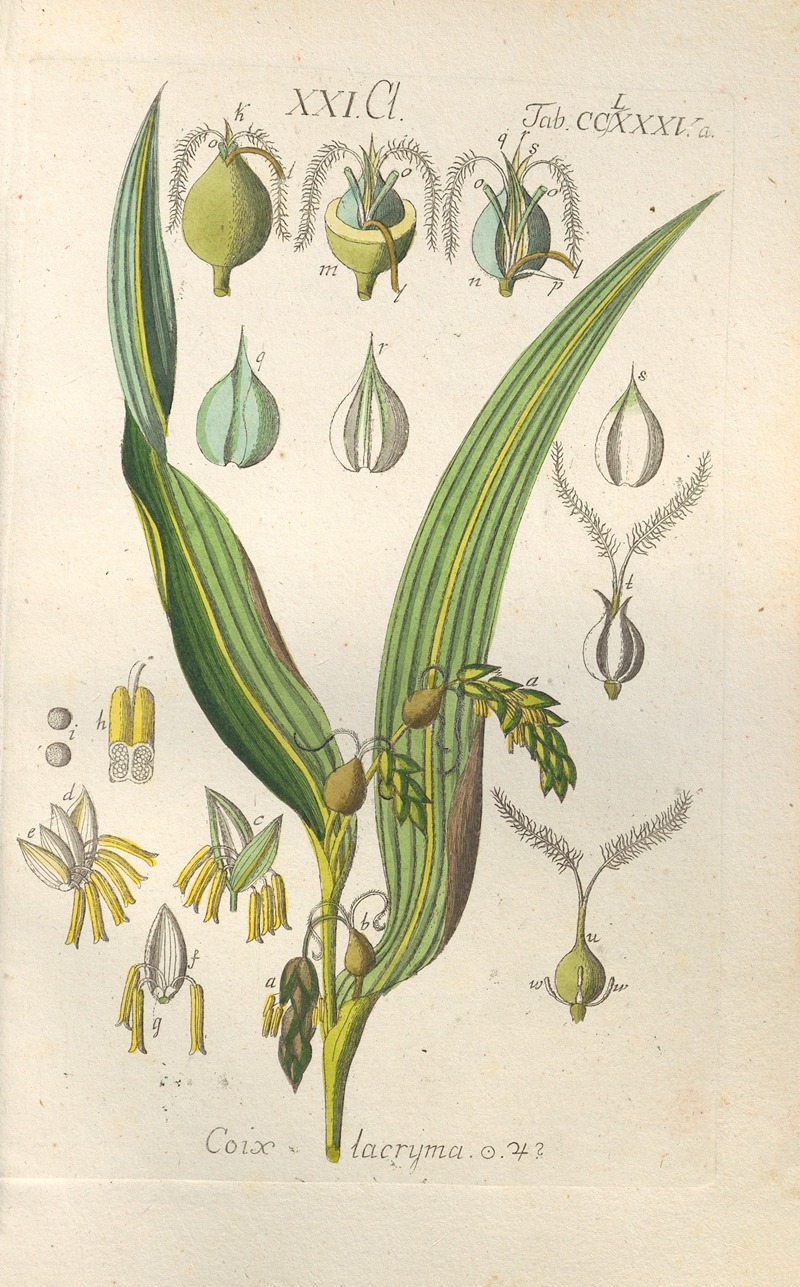 Botanisches Handbuch Pl.80 by Christian Schkuhr, 1808 — digital art print download