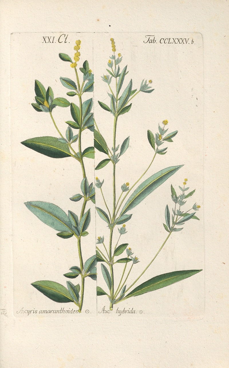 Botanisches Handbuch Pl.81 by Christian Schkuhr, 1808 — digital art print download