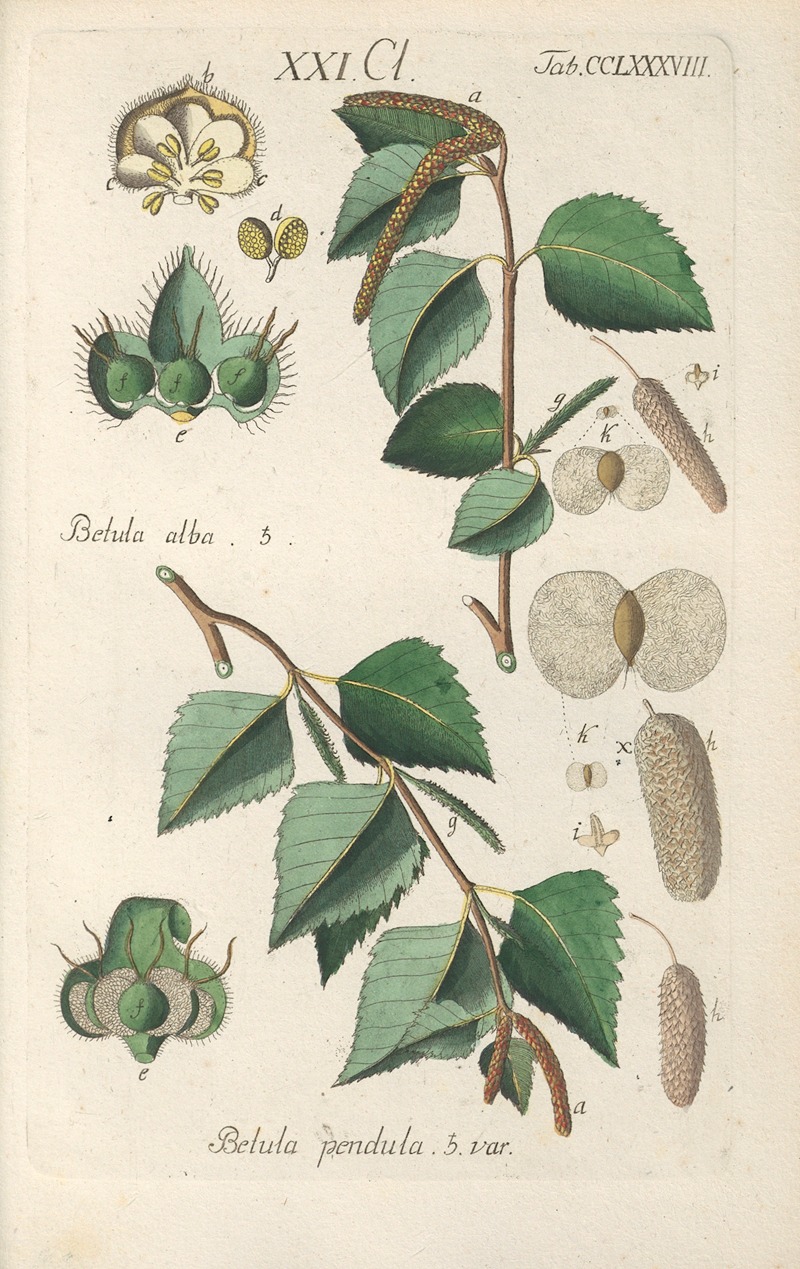 Botanisches Handbuch Pl.83 by Christian Schkuhr, 1808 — digital art print download