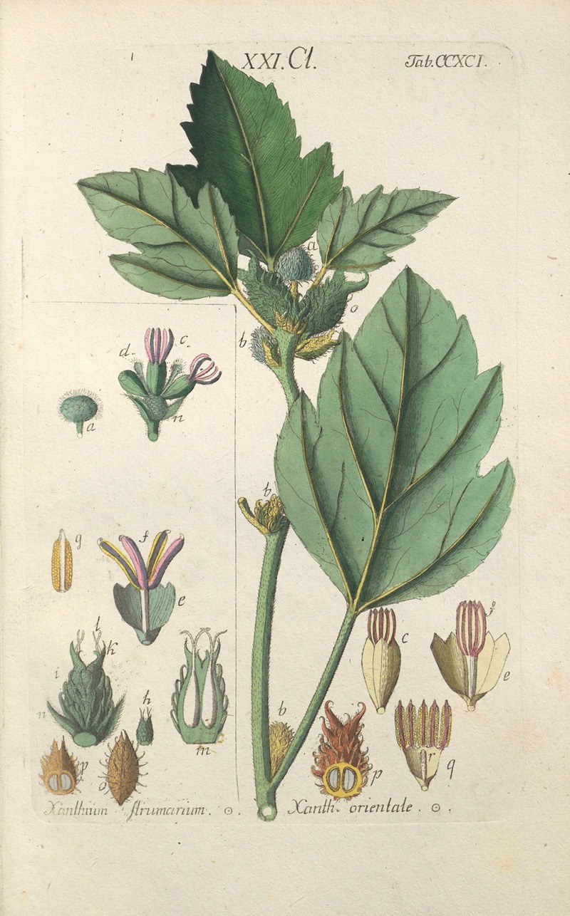 Botanisches Handbuch Pl.86 by Christian Schkuhr, 1808 — digital art print download