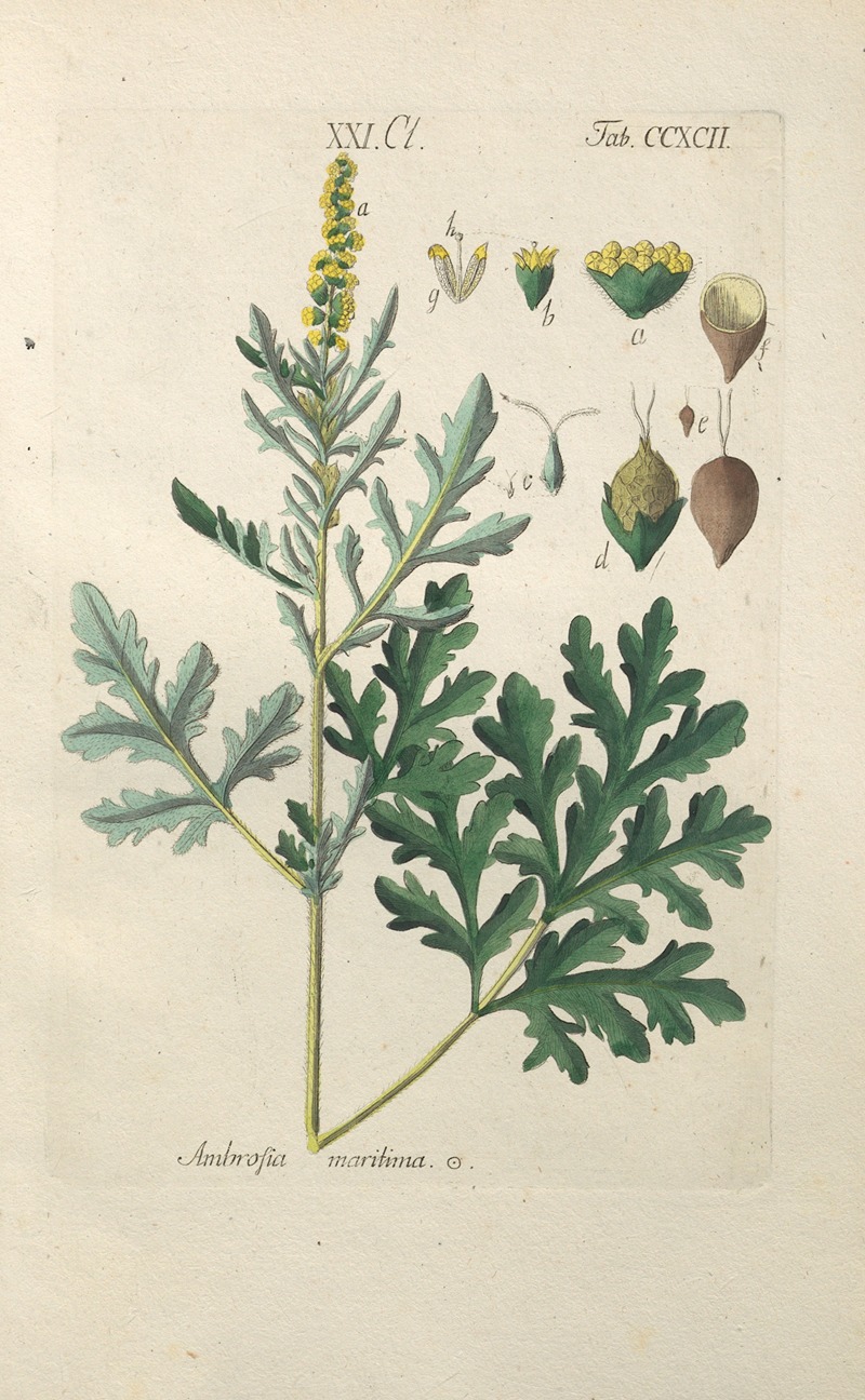Botanisches Handbuch Pl.87 by Christian Schkuhr, 1808 — digital art print download