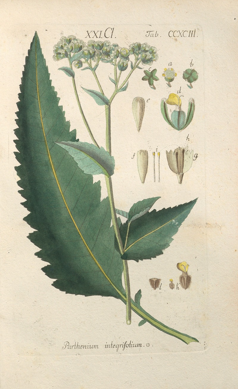 Botanisches Handbuch Pl.88 by Christian Schkuhr, 1808 — digital art print download