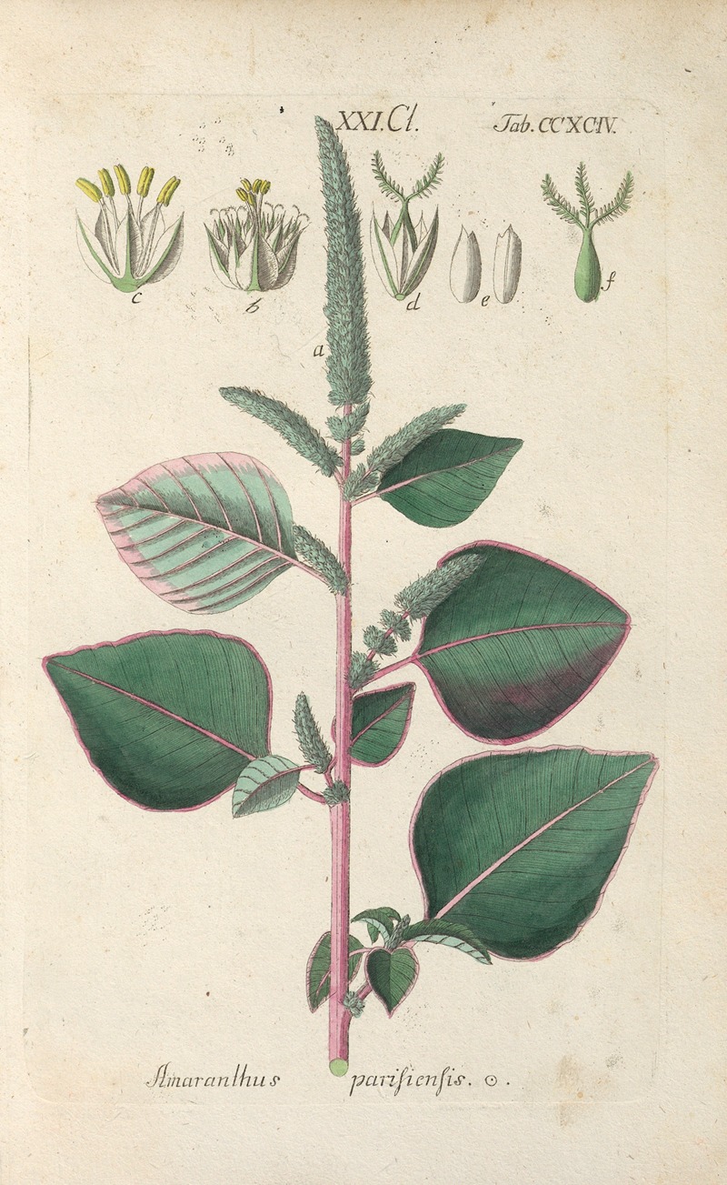 Botanisches Handbuch Pl.89 by Christian Schkuhr, 1808 — digital art print download