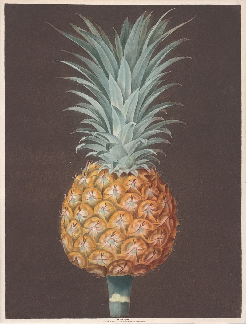 The Brown Havannah Pine by George Brookshaw, 1807 — digital art print download