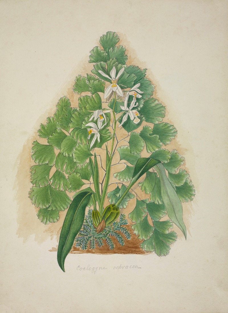 Mon Jardin a Ceylan Pl.004 by George De Alwis, 1896 — digital art print download