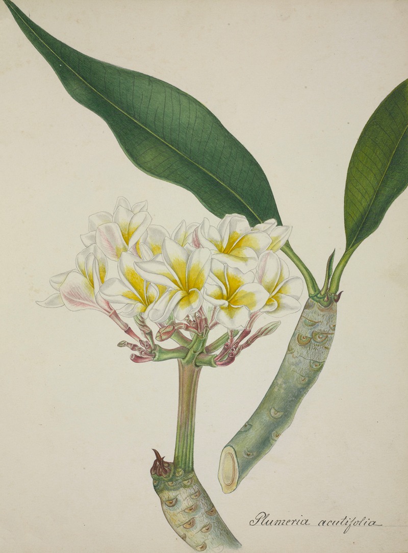 Mon Jardin a Ceylan Pl.007 by George De Alwis, 1896 — digital art print download