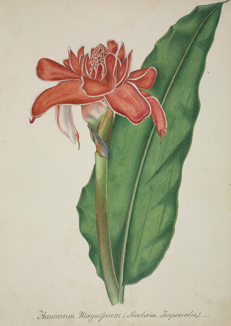 Mon Jardin a Ceylan Pl.008 by George De Alwis, 1896 — digital art print download