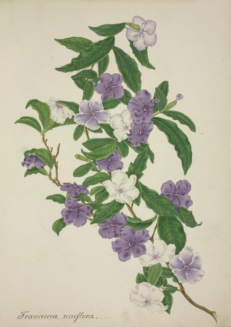 Mon Jardin a Ceylan Pl.009 by George De Alwis, 1896 — digital art print download