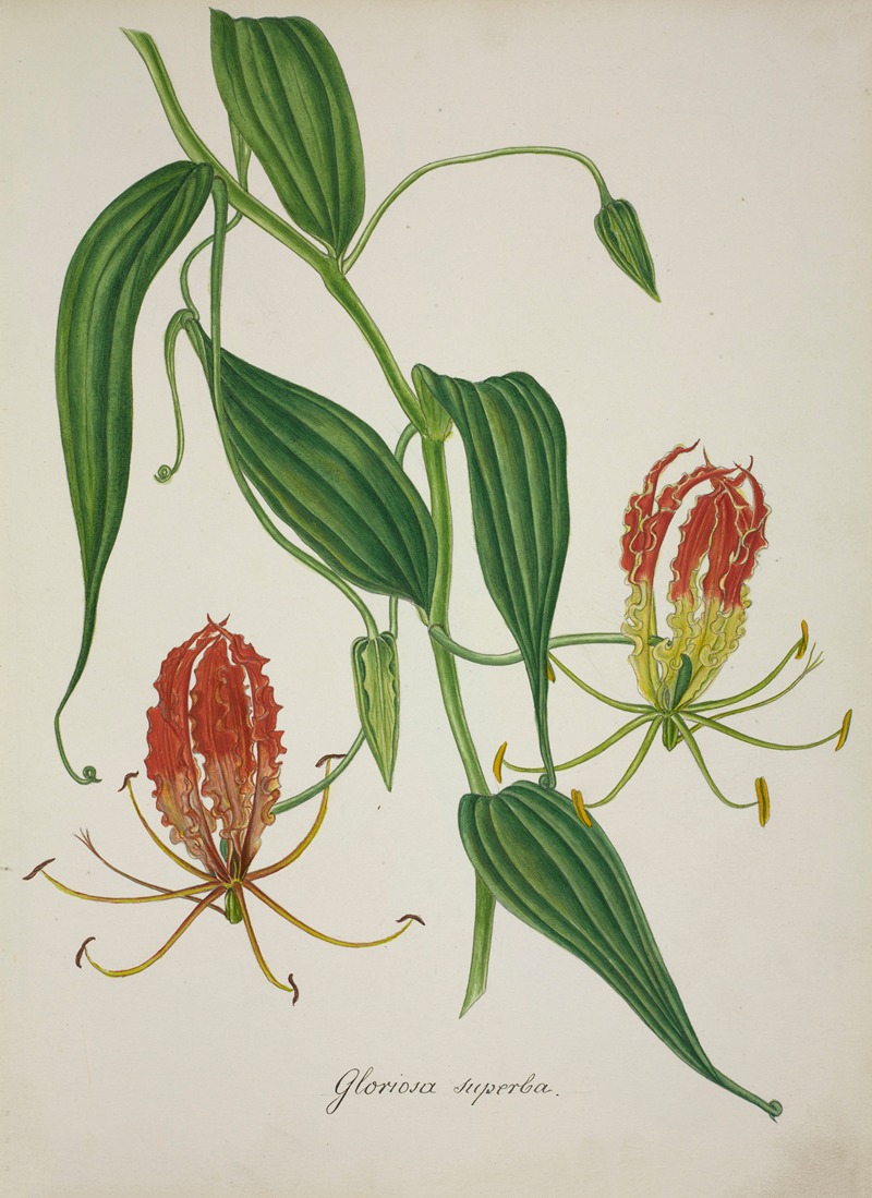 Mon Jardin a Ceylan Pl.010 by George De Alwis, 1896 — digital art print download