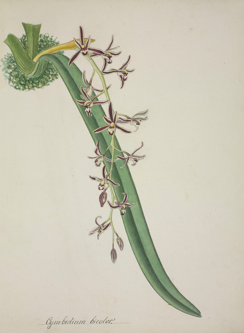 Mon Jardin a Ceylan Pl.011 by George De Alwis, 1896 — digital art print download