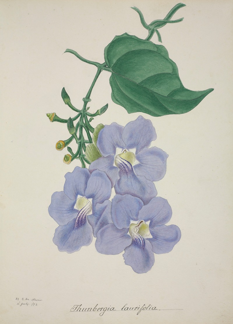 Mon Jardin a Ceylan Pl.014 by George De Alwis, 1896 — digital art print download