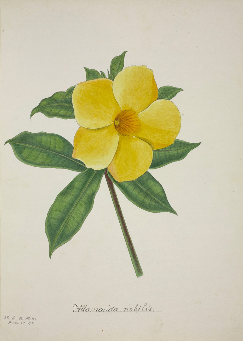 Mon Jardin a Ceylan Pl.015 by George De Alwis, 1896 — digital art print download
