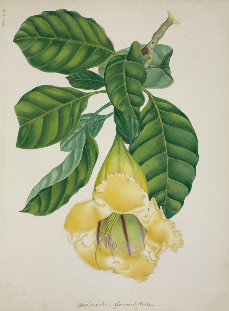 Mon Jardin a Ceylan Pl.016 by George De Alwis, 1896 — digital art print download