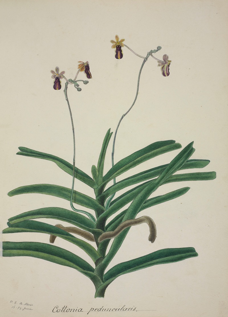 Mon Jardin a Ceylan Pl.017 by George De Alwis, 1896 — digital art print download