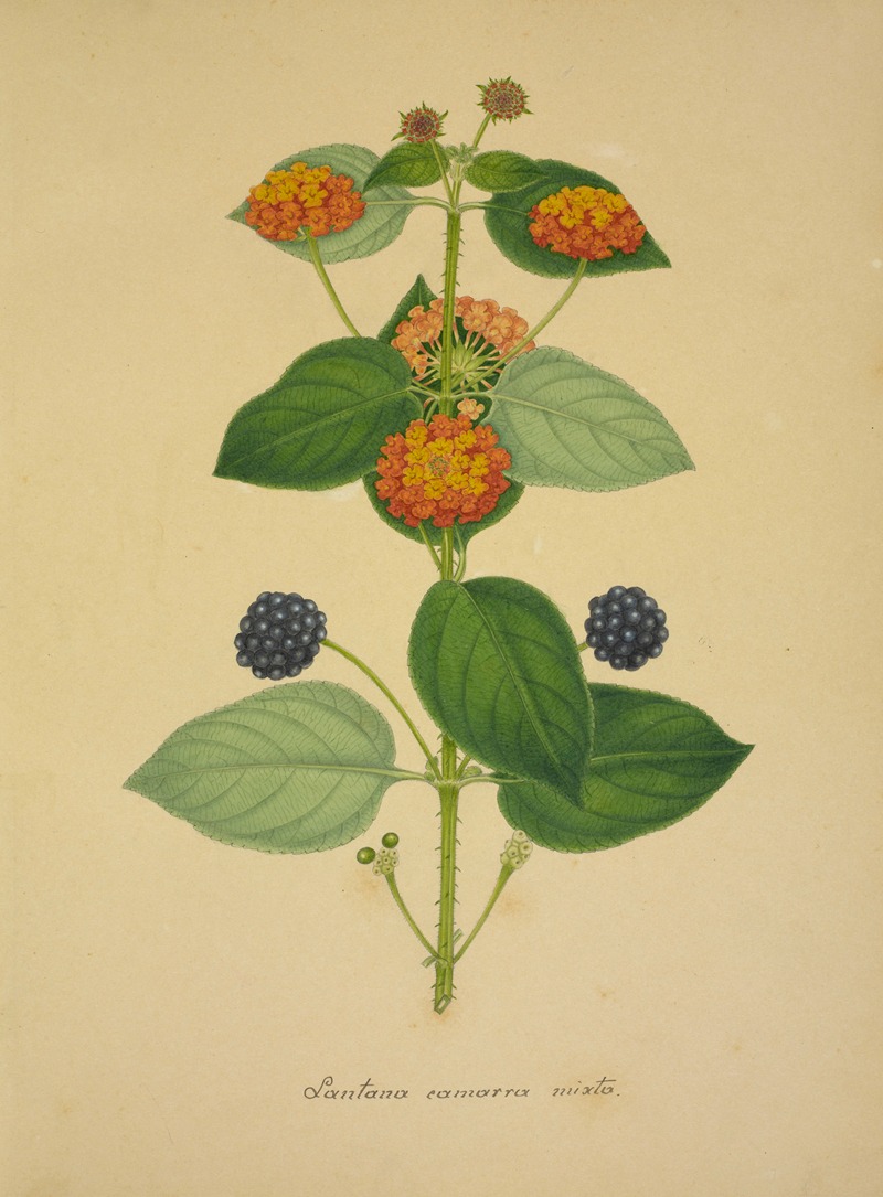 Mon Jardin a Ceylan Pl.019 by George De Alwis, 1896 — digital art print download