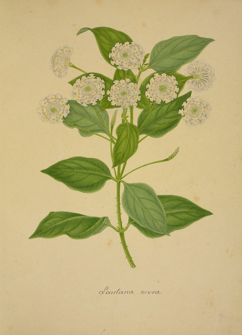 Mon Jardin a Ceylan Pl.021 by George De Alwis, 1896 — digital art print download
