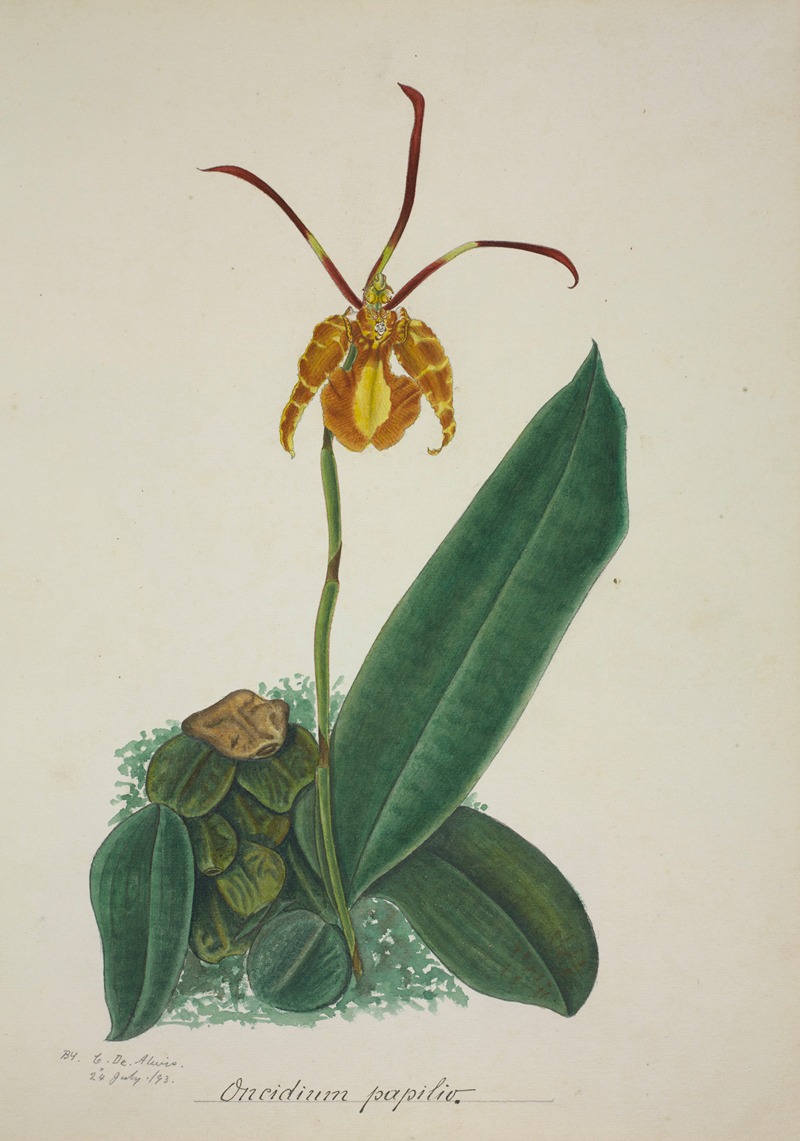 Mon Jardin a Ceylan Pl.024 by George De Alwis, 1896 — digital art print download