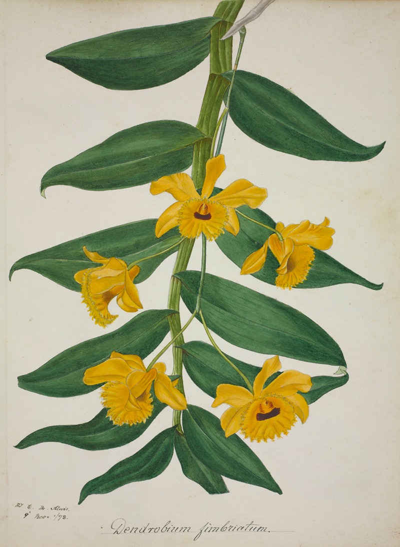 Mon Jardin a Ceylan Pl.027 by George De Alwis, 1896 — digital art print download