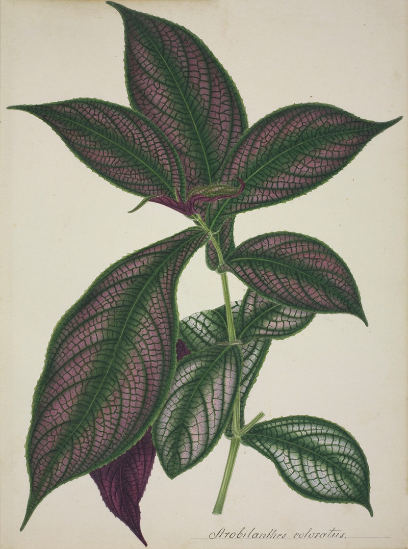 Mon Jardin a Ceylan Pl.028 by George De Alwis, 1896 — digital art print download