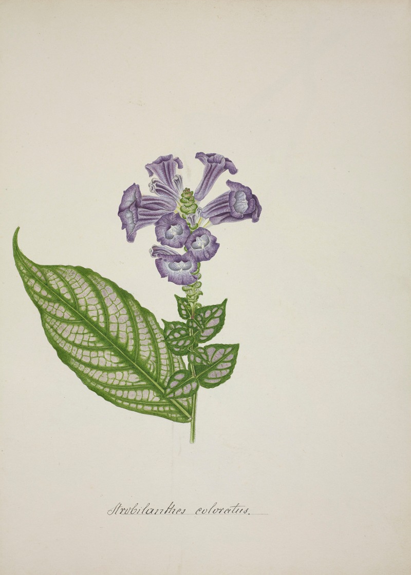 Mon Jardin a Ceylan Pl.029 by George De Alwis, 1896 — digital art print download