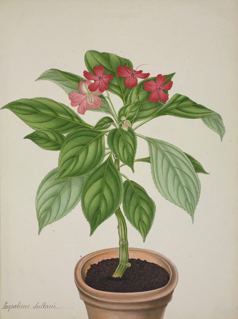 Mon Jardin a Ceylan Pl.031 by George De Alwis, 1896 — digital art print download