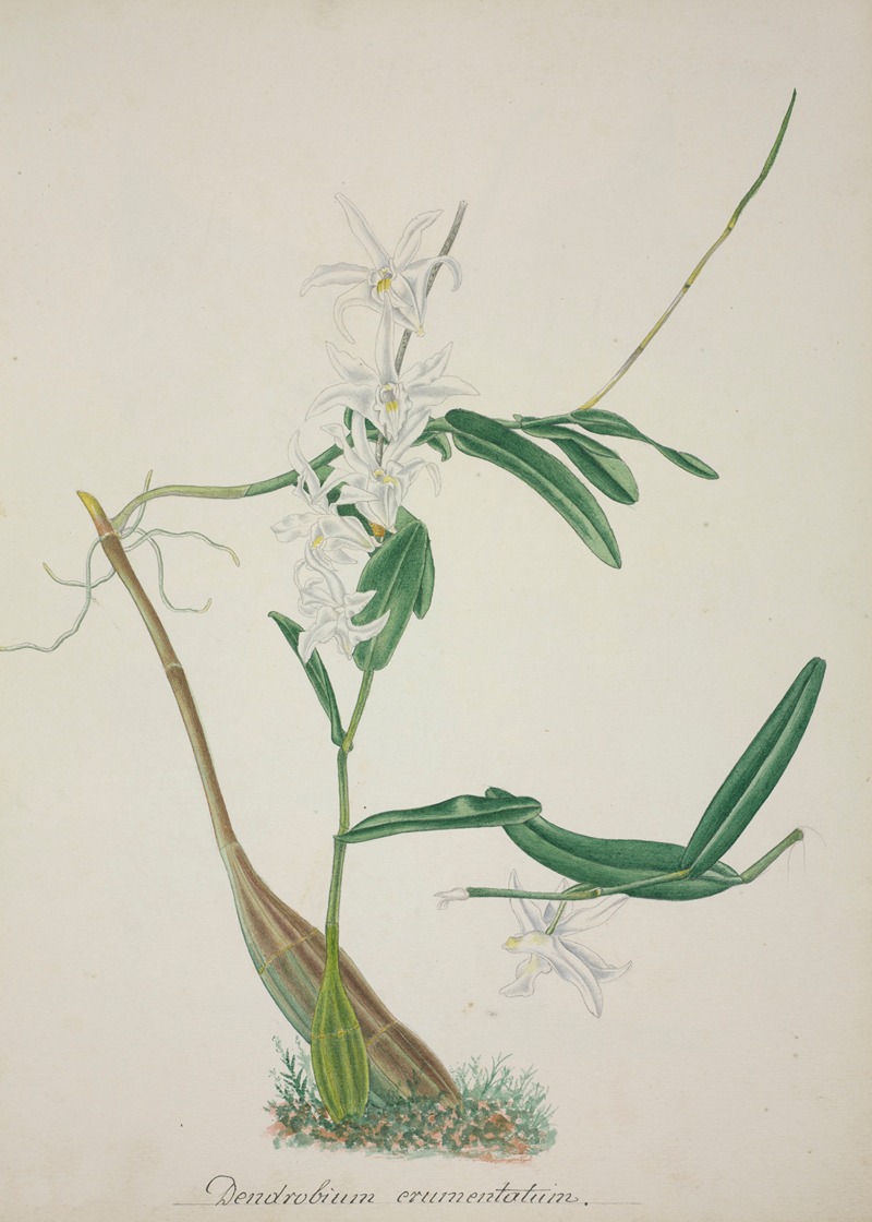 Mon Jardin a Ceylan Pl.032 by George De Alwis, 1896 — digital art print download