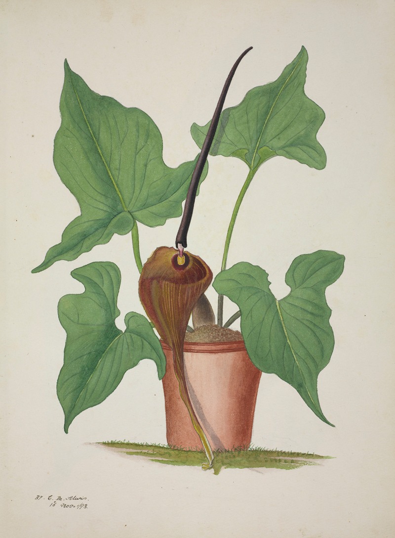 Mon Jardin a Ceylan Pl.033 by George De Alwis, 1896 — digital art print download