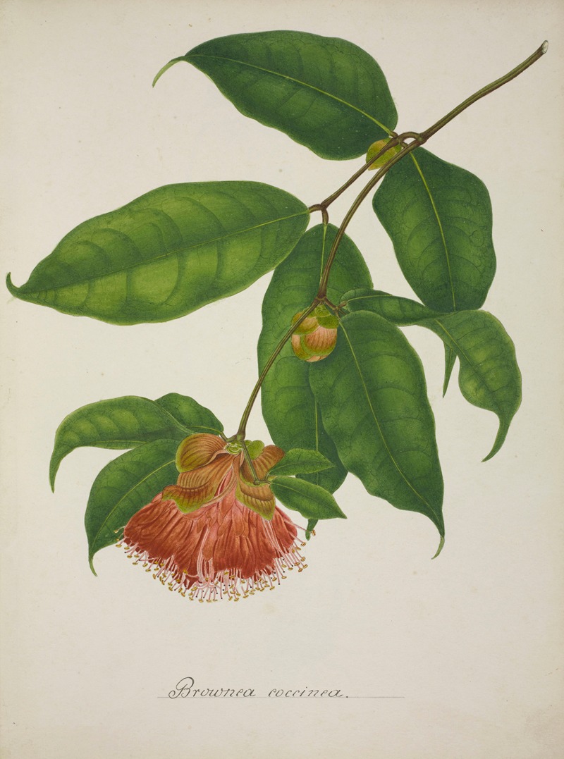 Mon Jardin a Ceylan Pl.035 by George De Alwis, 1896 — digital art print download