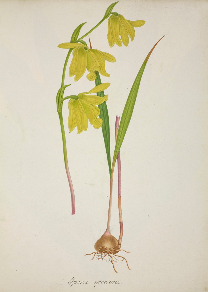 Mon Jardin a Ceylan Pl.036 by George De Alwis, 1896 — digital art print download