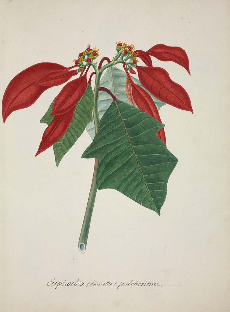 Mon Jardin a Ceylan Pl.039 by George De Alwis, 1896 — digital art print download