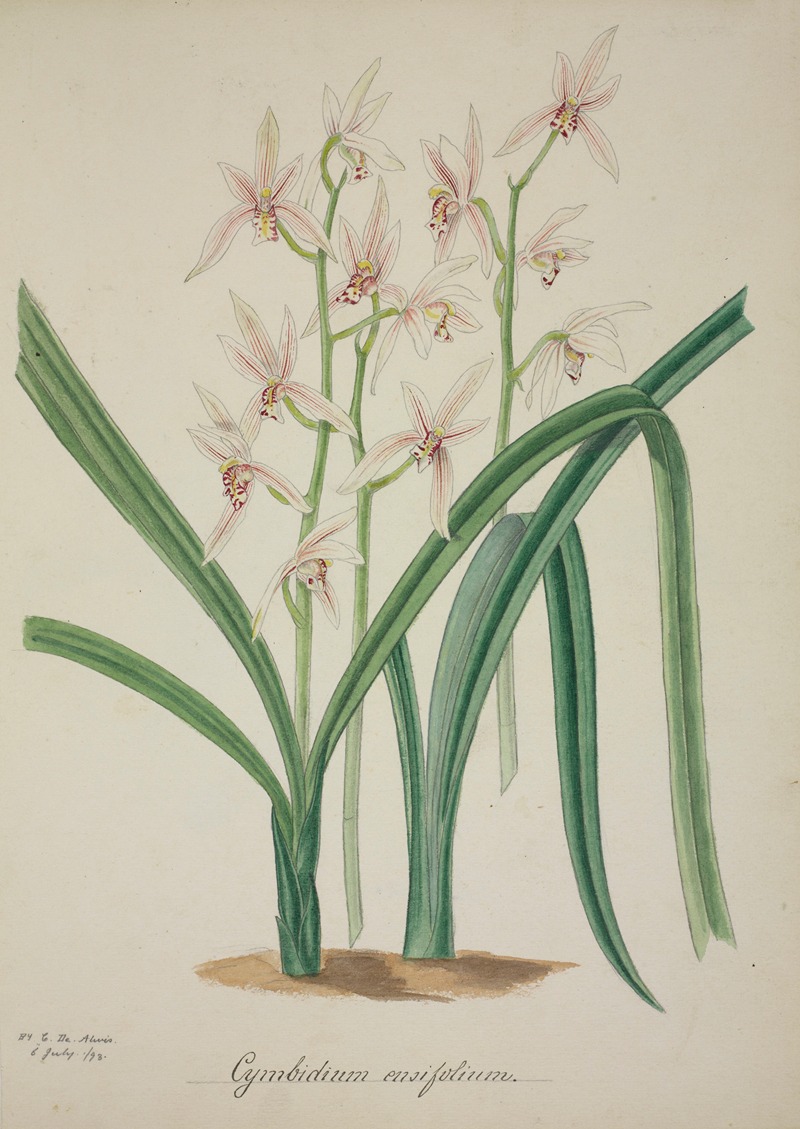 Mon Jardin a Ceylan Pl.042 by George De Alwis, 1896 — digital art print download