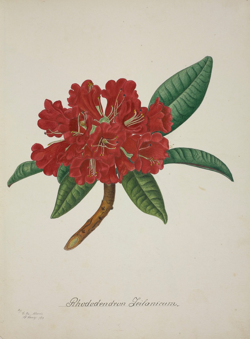 Mon Jardin a Ceylan Pl.043 by George De Alwis, 1896 — digital art print download