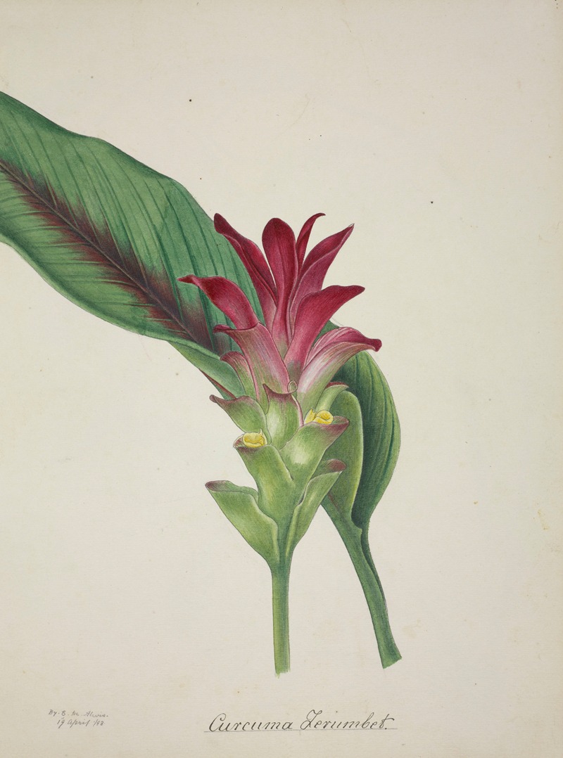 Mon Jardin a Ceylan Pl.044 by George De Alwis, 1896 — digital art print download