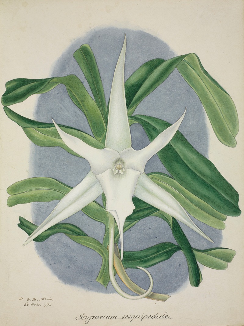 Mon Jardin a Ceylan Pl.046 by George De Alwis, 1896 — digital art print download
