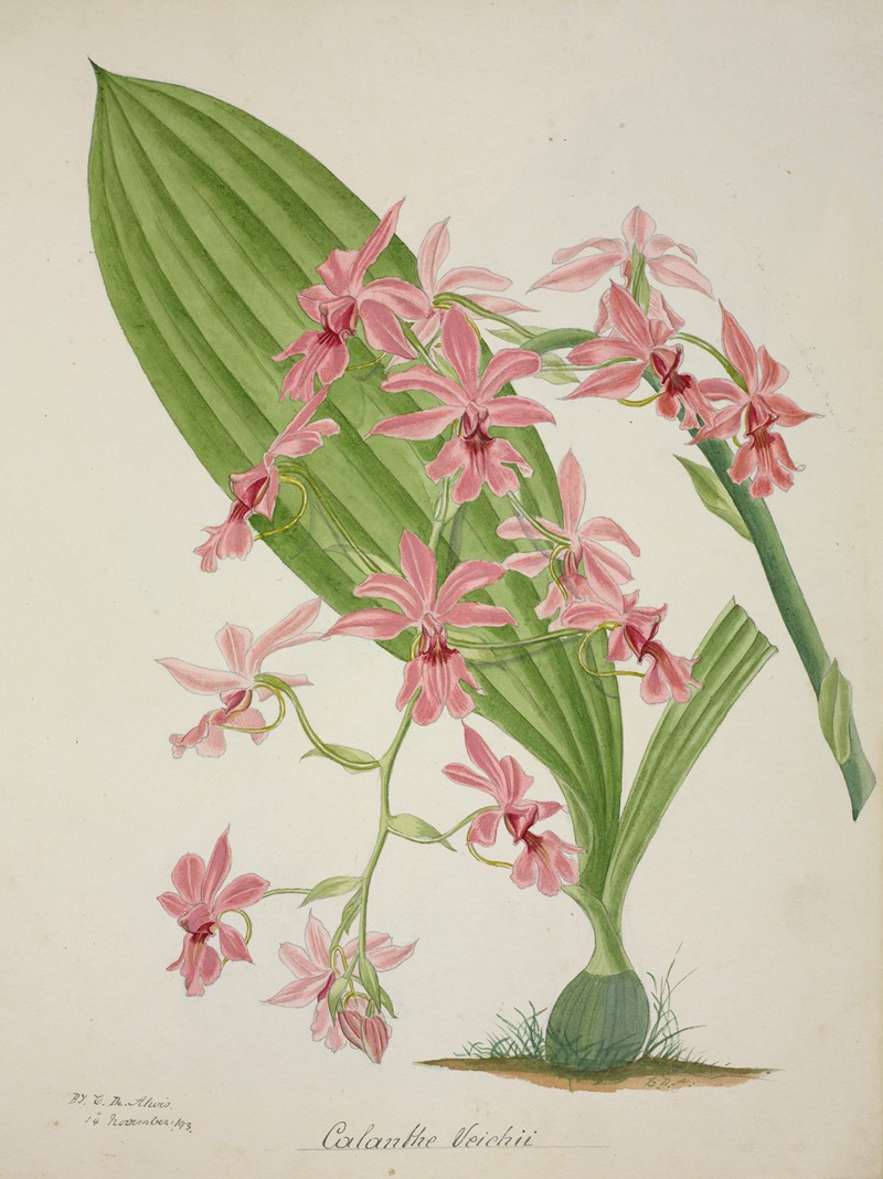 Mon Jardin a Ceylan Pl.047 by George De Alwis, 1896 — digital art print download