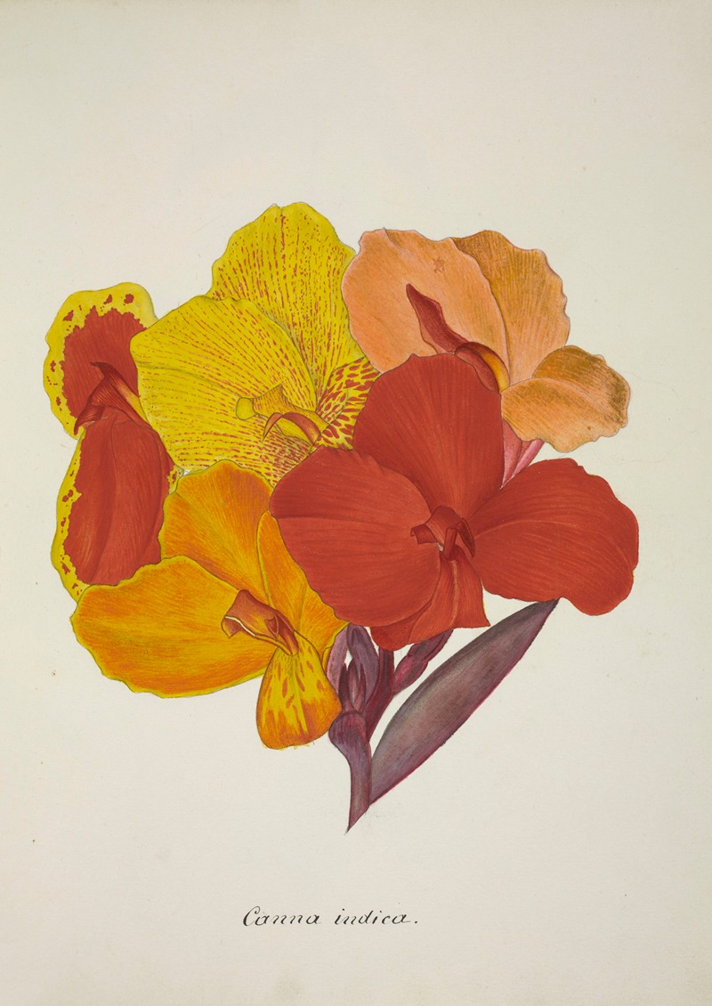 Mon Jardin a Ceylan Pl.054 by George De Alwis, 1896 — digital art print download