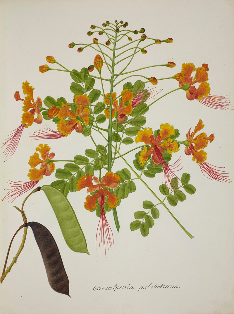 Mon Jardin a Ceylan Pl.056 by George De Alwis, 1896 — digital art print download
