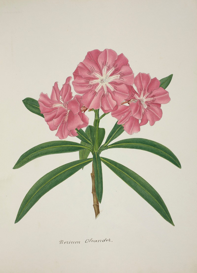 Mon Jardin a Ceylan Pl.057 by George De Alwis, 1896 — digital art print download