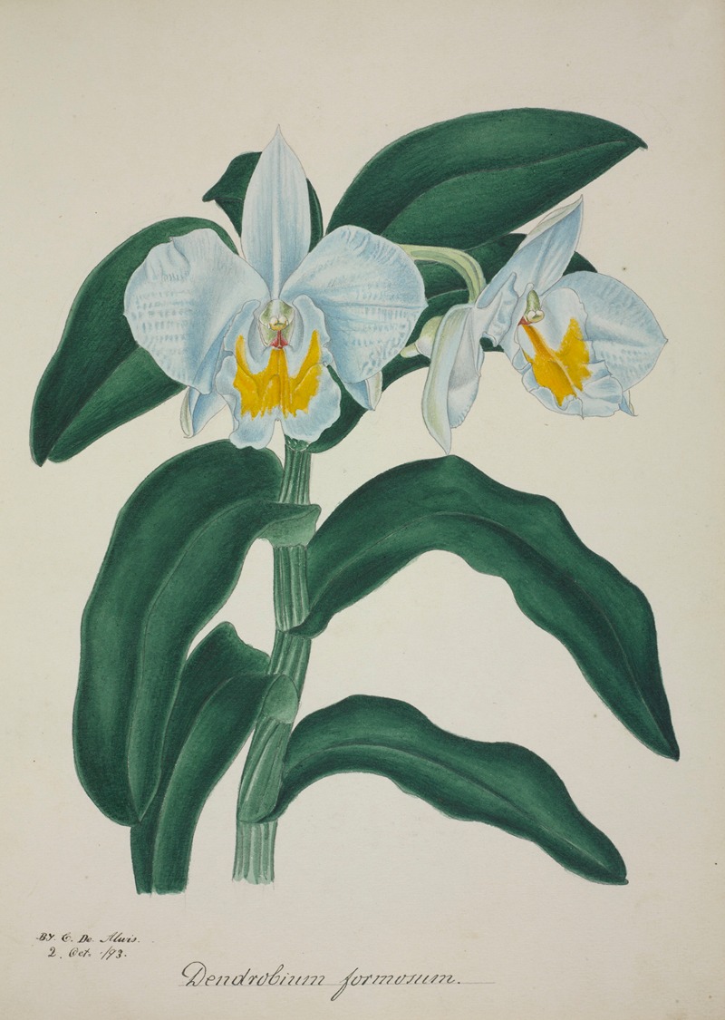 Mon Jardin a Ceylan Pl.060 by George De Alwis, 1896 — digital art print download